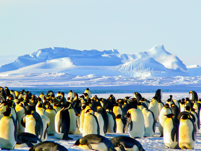 wild antarctic picture snow mountain penguin flock scene 