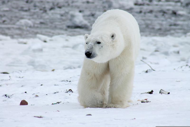 wild arctica picture dynamic walking polar bear  