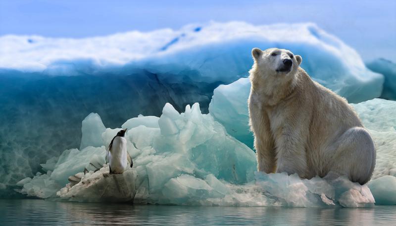 wild arctica picture white bear ice penguine scene 