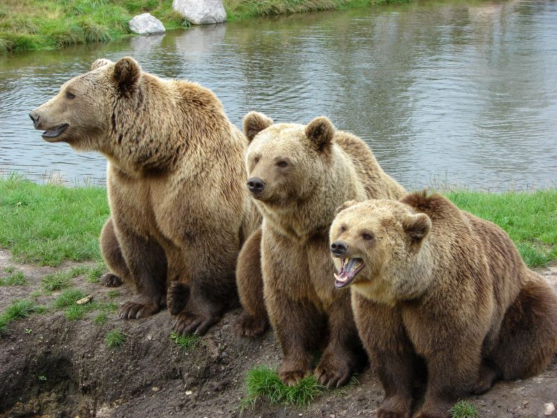 wild bears picture dynamic realistic 