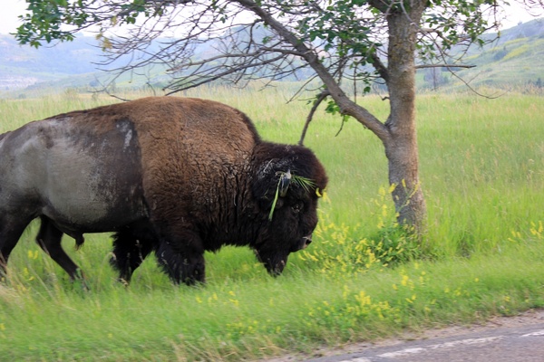 wild bison at theodore roosevelt national park north dakota