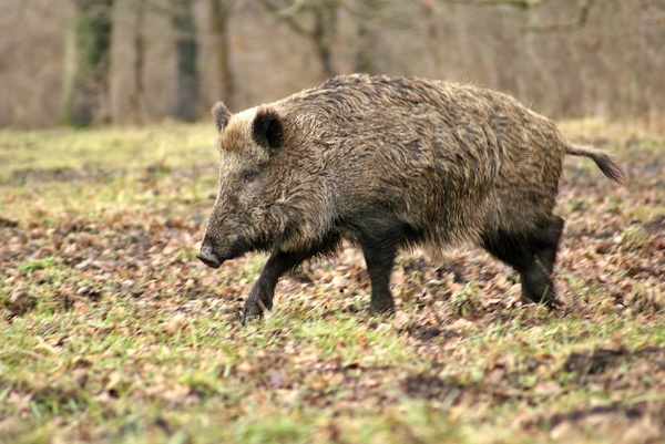 wild boar forest