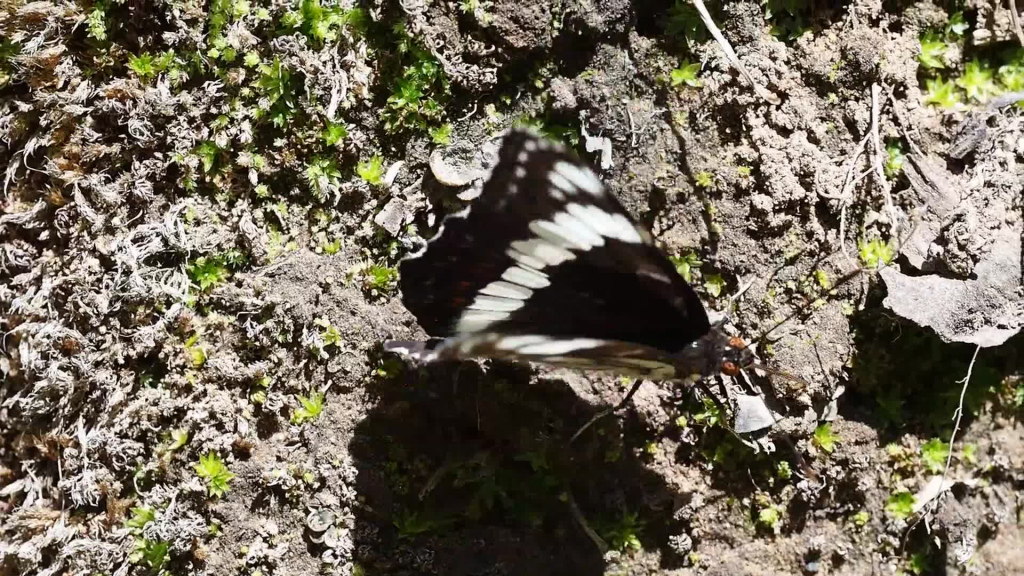 wild butterfly flapping wings on ground
