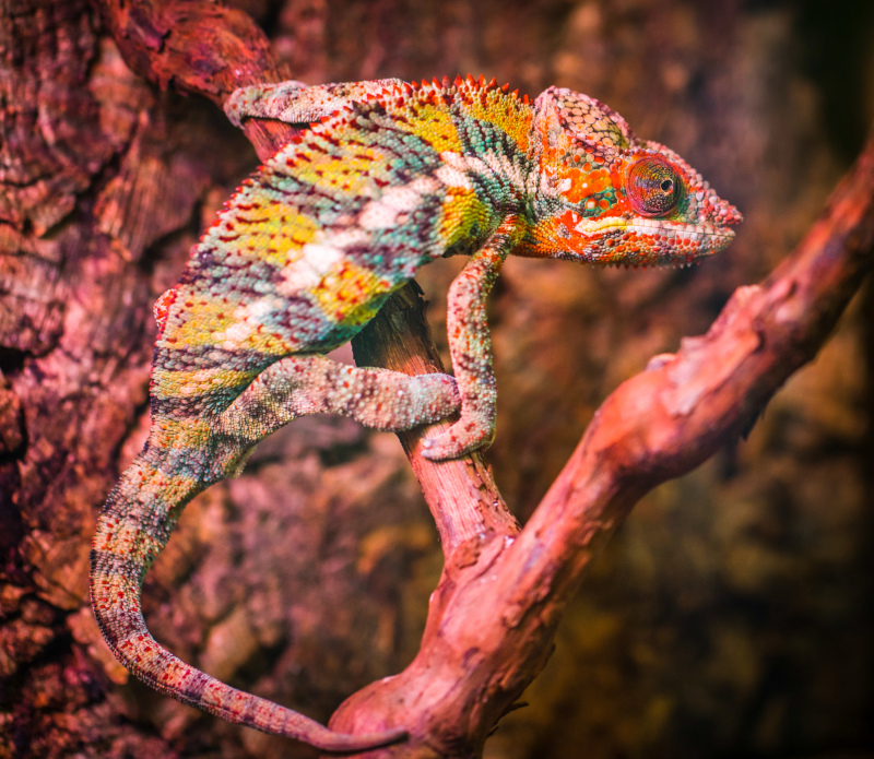 wild chameleon picture pink contrast