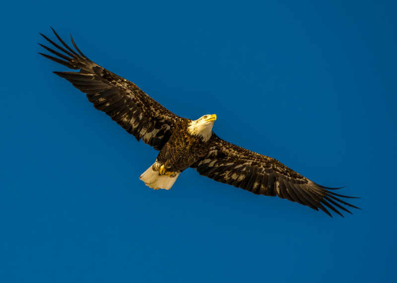 wild eagle picture dynamic flying
