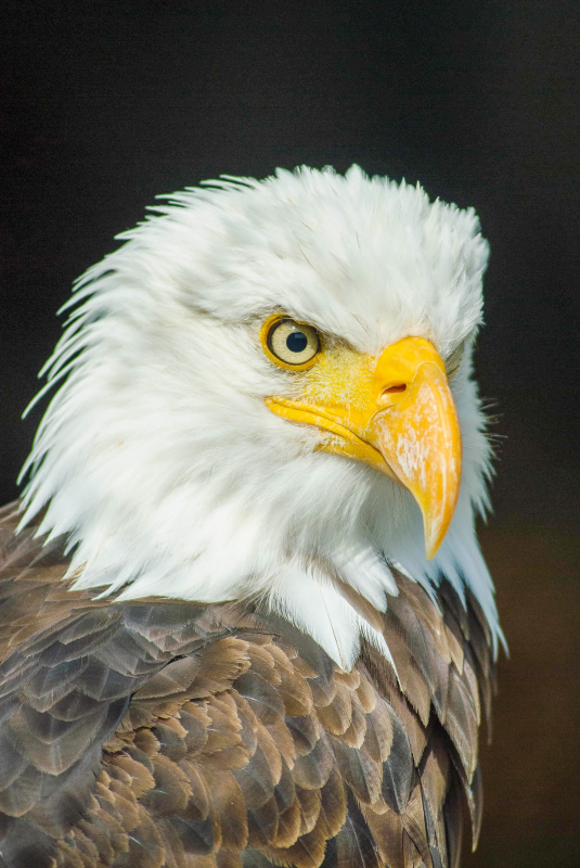 wild eagle picture elegant closeup face