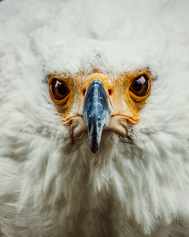 wild eagle picture looking face closeup 