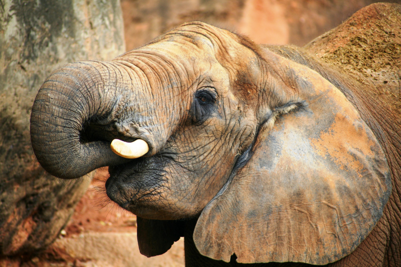 wild elephant picture dynamic closeup