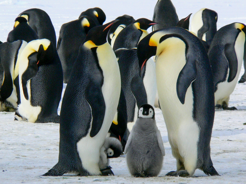 wild emperor penguin flock picture modern elegant 