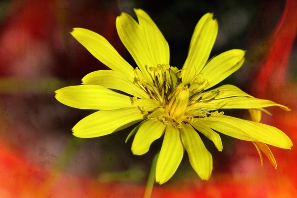 wild flower yellow plant