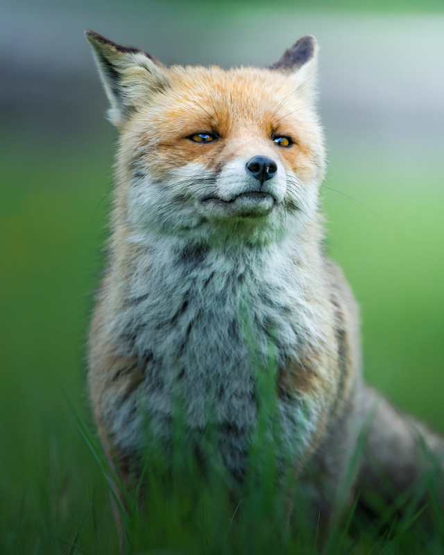 wild fox animal picture cute closeup contrast