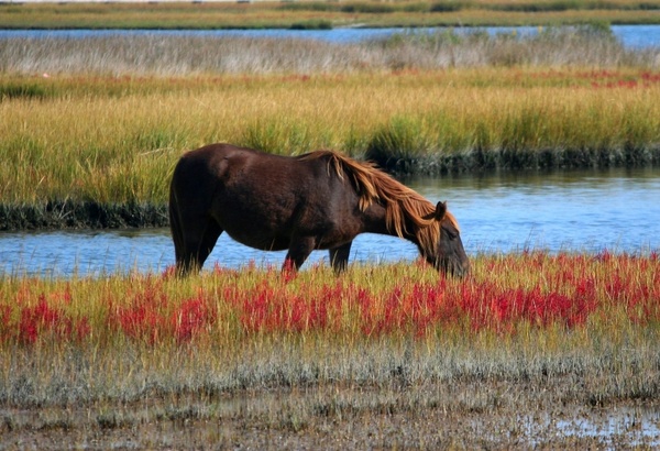 wild horse marsh pony assateague island