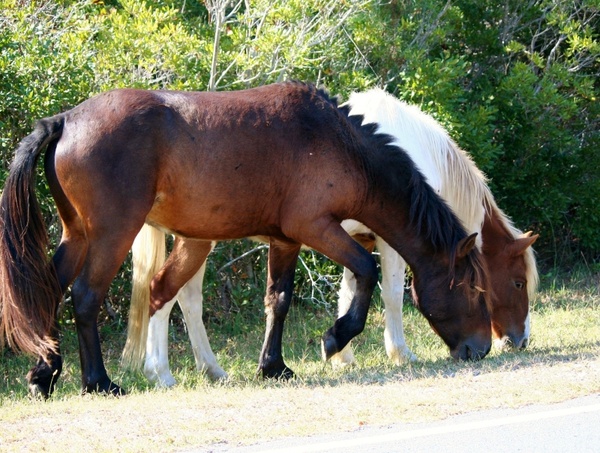 wild horses grazing wild ponies