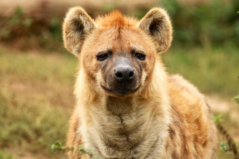 wild hyena picture cute face closeup 