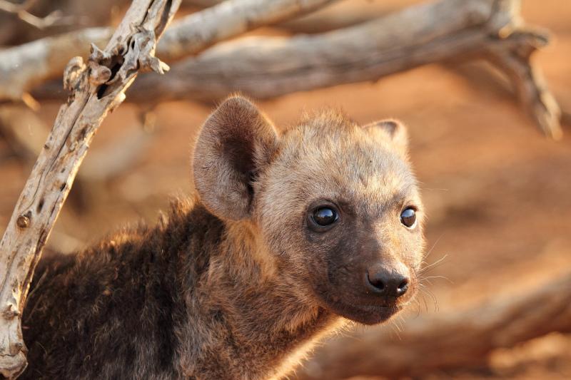 wild hyena puppy picture cute closeup 