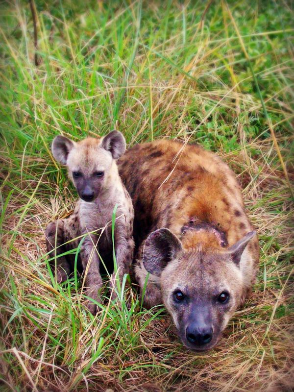 wild hyena species picture realistic cute 