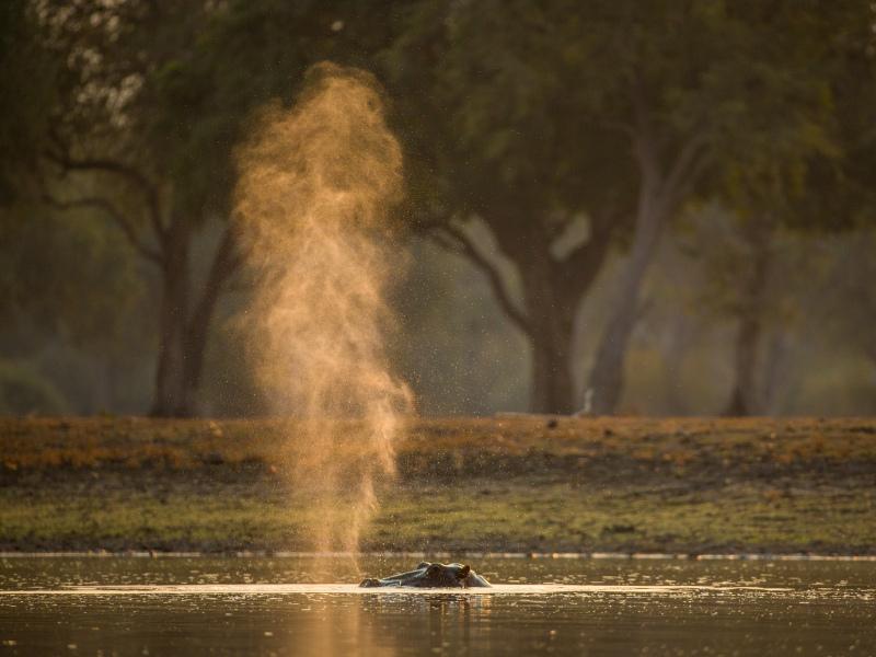 wild life picture backdrop dynamic hippo water eruption 