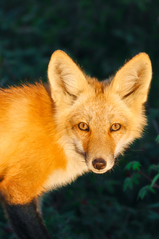 wild life picture cute closeup fox face 