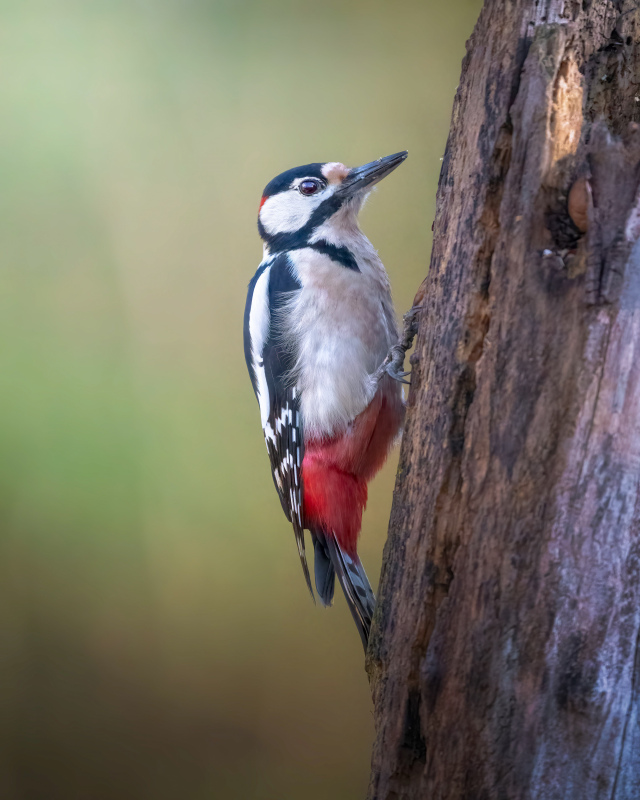 wild life picture cute closeup perching  woodpecker 