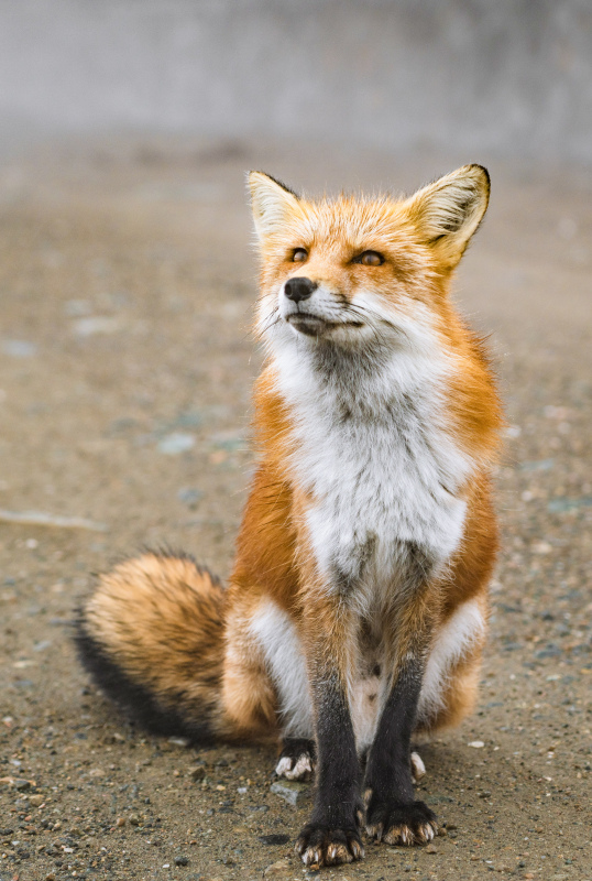 wild life picture cute fox sitting  