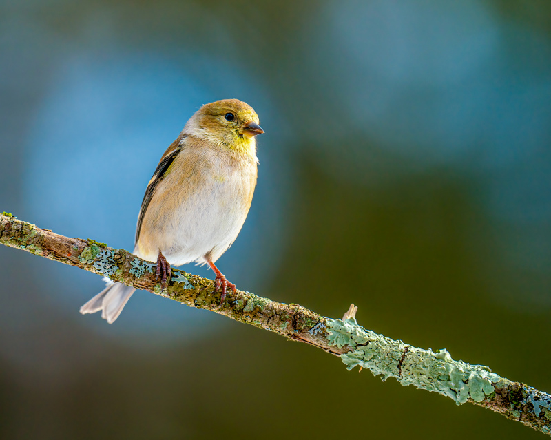 wild life picture cute perching goldfinches bird