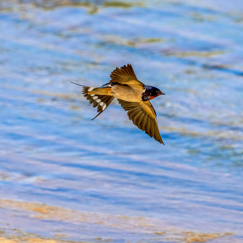 wild life picture dynamic flying swallow scene 