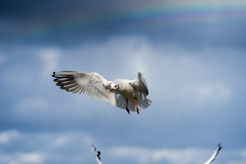 wild life picture dynamic hunting seagull  