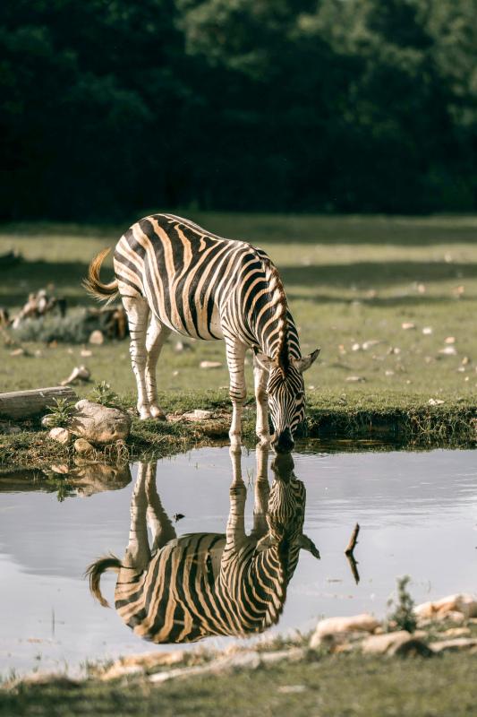 wild life picture elegant drinking zebra reflection scene 