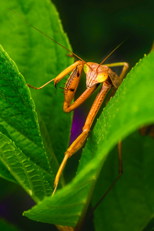 wild life picture elegant mantis leaf closeup