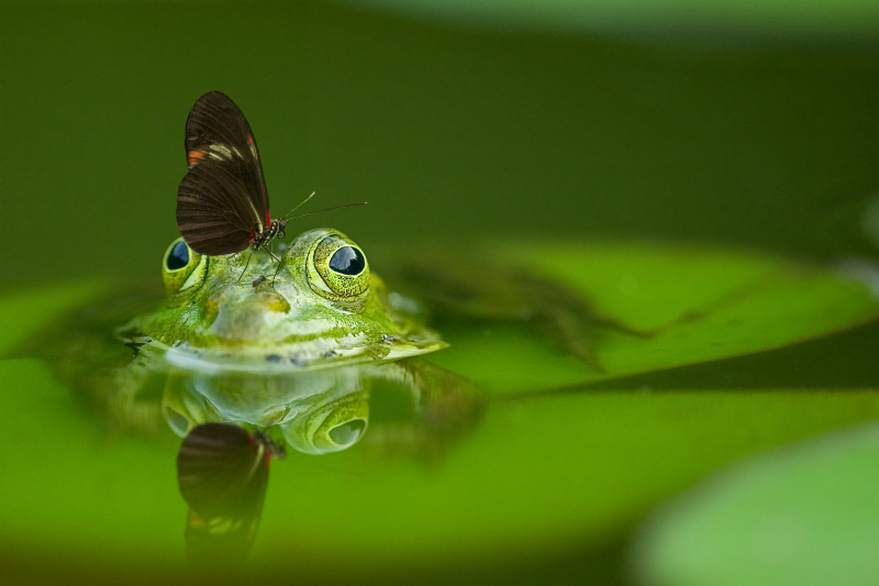 wild life picture  frog face butterfly closeup