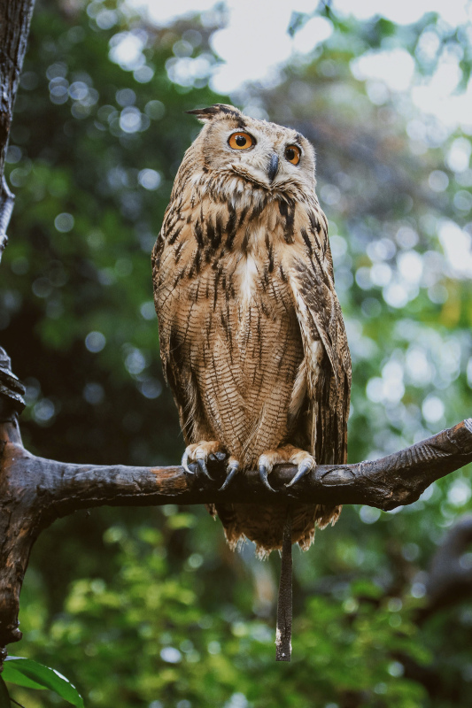 wild life picture perching owl scene