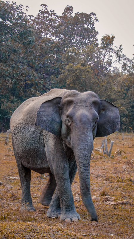 wild life picture realistic elephant
