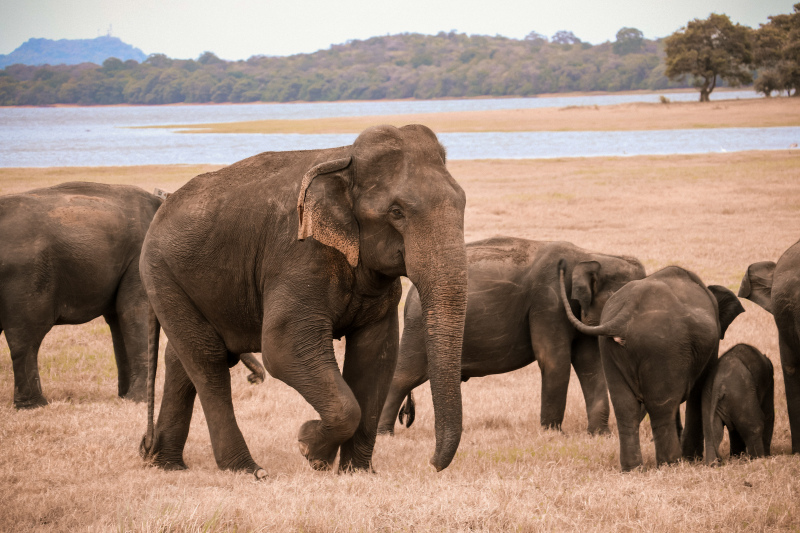 wild life picture realistic elephants herd