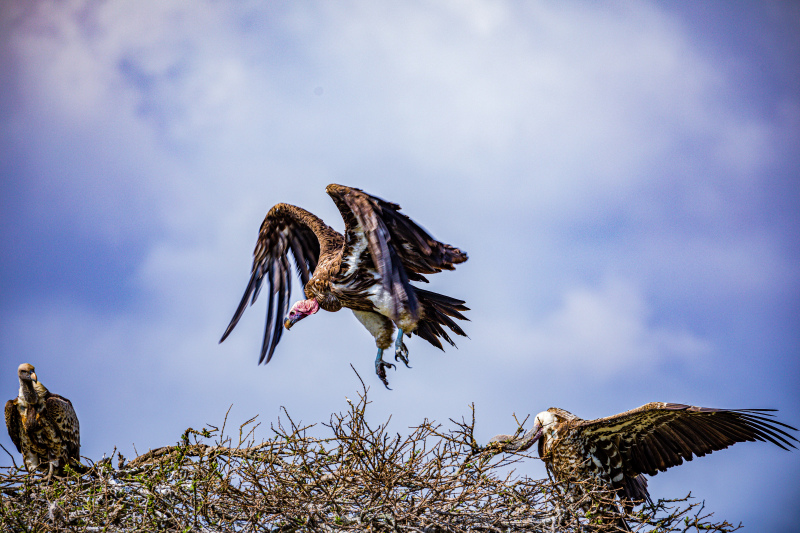 wild life picture vulture flock nest scene 