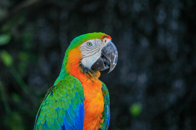 wild macaw picture cute closeup  