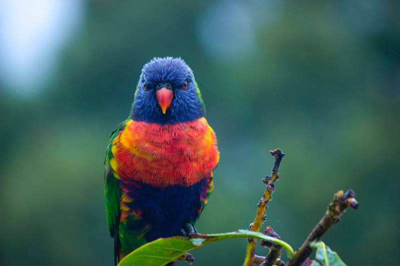 wild macaw picture elegant closeup 