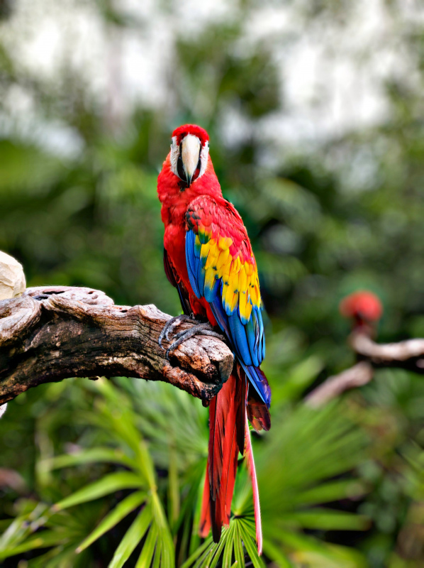 wild macaw picture elegant perching bird  