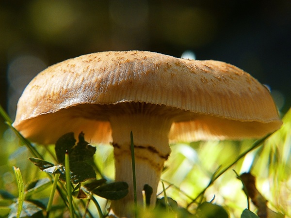 wild mushroom back light