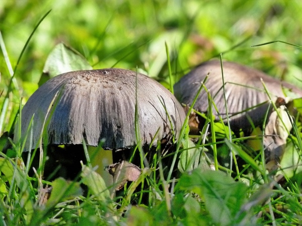 wild mushroom poisonous