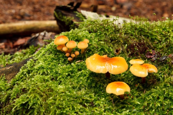 wild mushrooms on moss