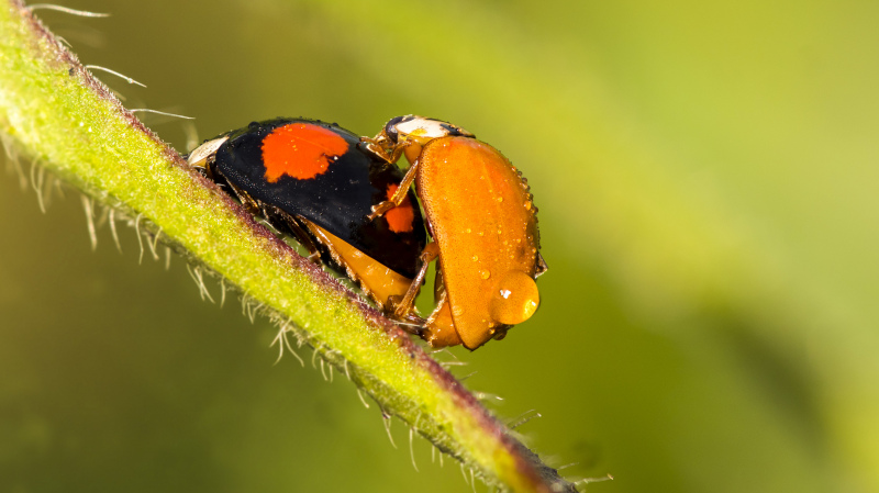wild nature backdrop ladybug closeup 