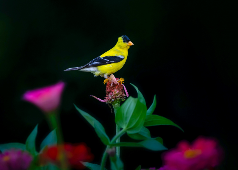 wild nature backdrop picture contrast tiny goldfinches flowers 