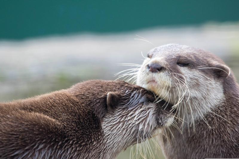 wild nature backdrop picture cute dynamic joyful otters 
