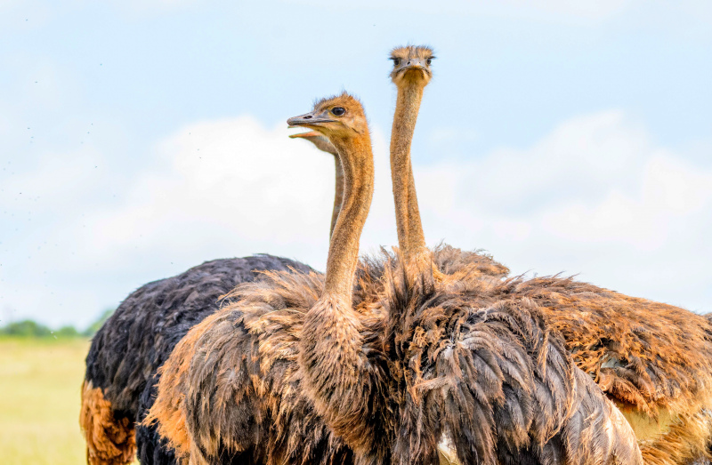 wild nature pciture ostrich flock scene  