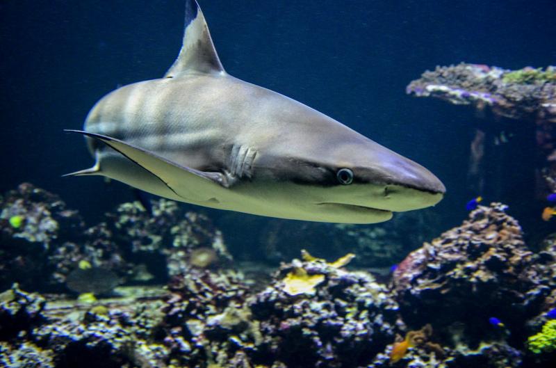 wild nature picture backdrop swimming blacktip shark closeup 