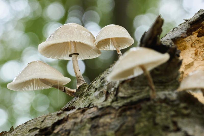 wild nature picture blurred closeup mushroom trunk 