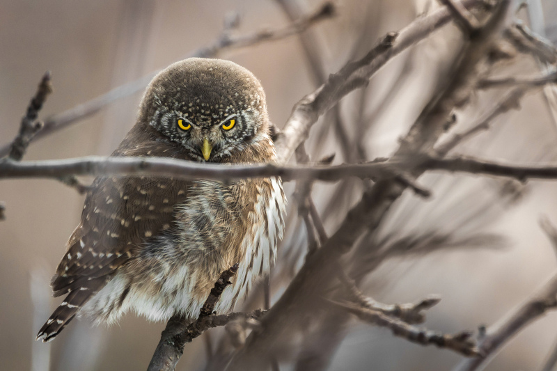 wild nature picture blurred perching owl scene