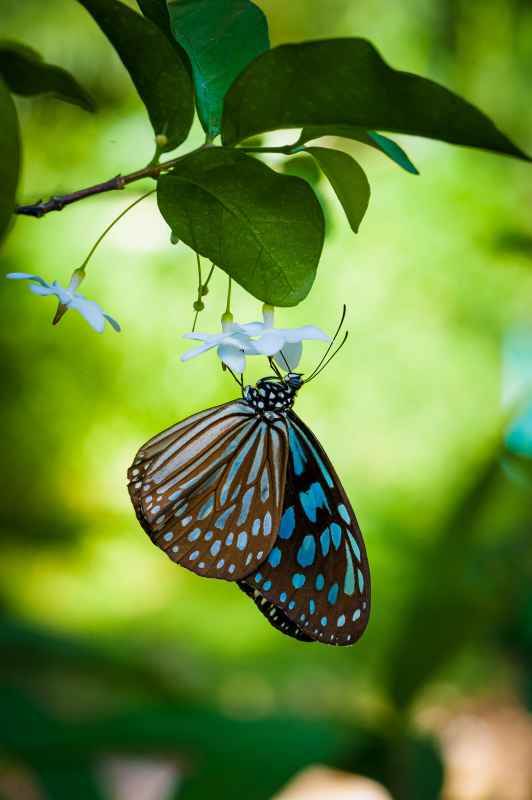 wild nature picture butterfly perching flower closeup 