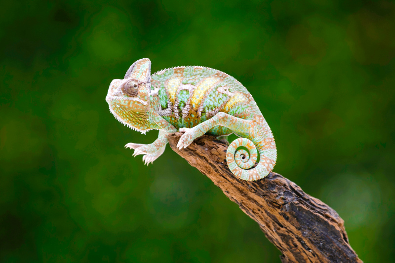 wild nature picture chameleon trunk closeup 