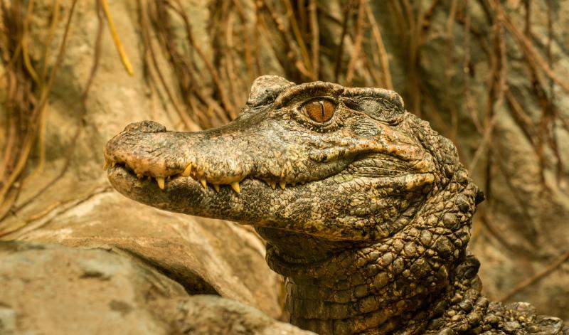 wild nature picture classical realistic crocodile face closeup 